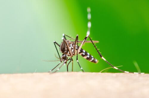Zanzara tigre trasmette la chikungunya.