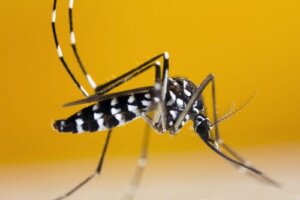 Zanzara tigre: come riconoscerla e perché è così dannosa?