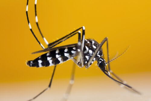 Zanzara tigre: come riconoscerla e perché è così dannosa?