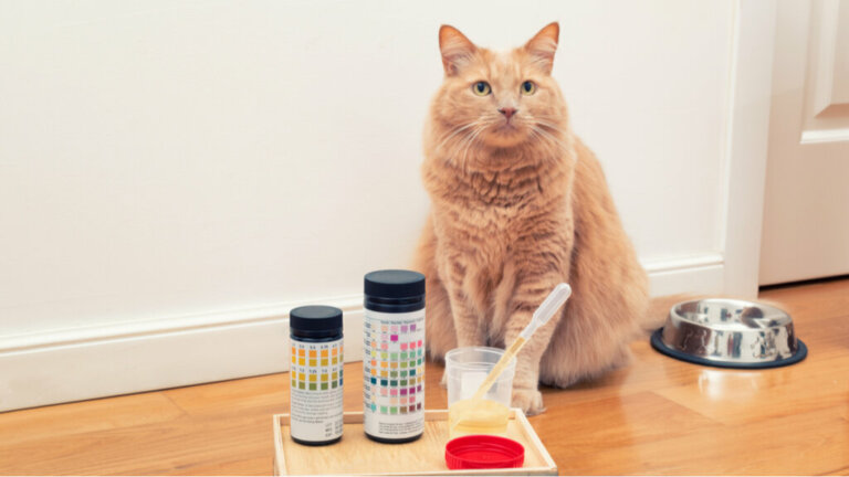 Urolitiasi nei gatti: cause, sintomi e trattamento