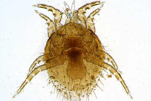 Acaro. Parassita.