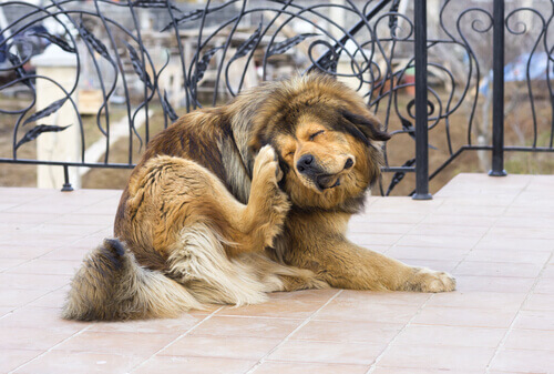 Allergeni nei cani: i più comuni e cosa fare