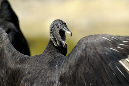 Avvoltoio con il becco aperto.