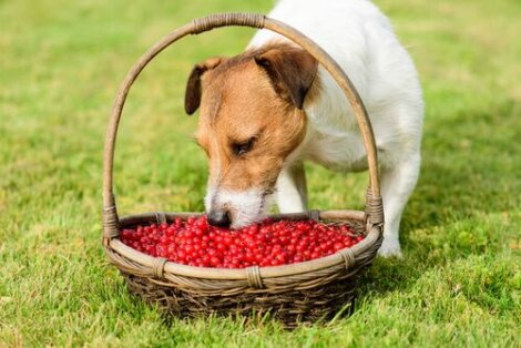 Bacche di goji per cani: quali sono i benefici?