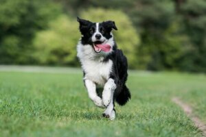 6 razze di cani tra le più sane e resistenti