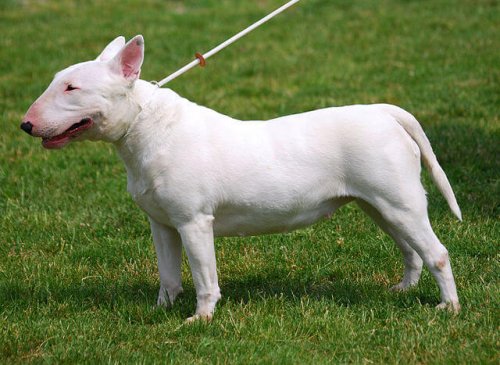 Bull Terrier bianco. Allergeni nei cani.