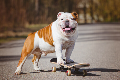 Cane sopra uno skateboard.