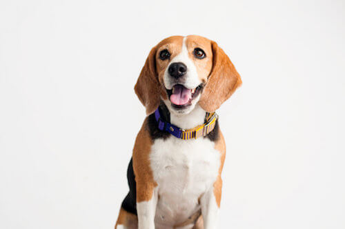 Epilessia nei beagle: qual è la causa?