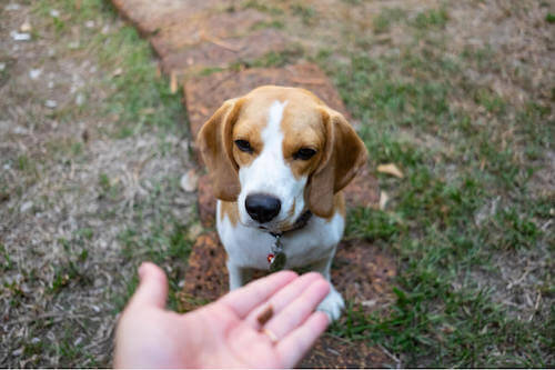 Padrone che dà una crocchetta al cane.