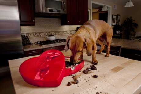 Come alimentare un cane diabetico: cane che mangia cioccolatini.