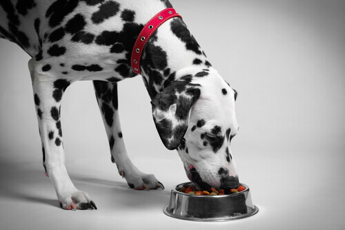 Come bisogna alimentare un cane diabetico?