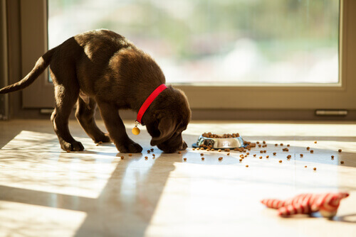 Cibo fuori dalla ciotola: perché il mio cane sporca quando mangia?