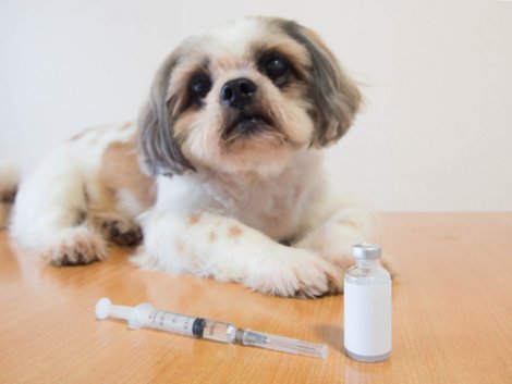 Predisposizione dei cani al diabete: cane con dose di insulina.