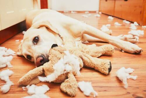 Giocattoli non adatti ai cani. Cane con disturbi comportamentali.
