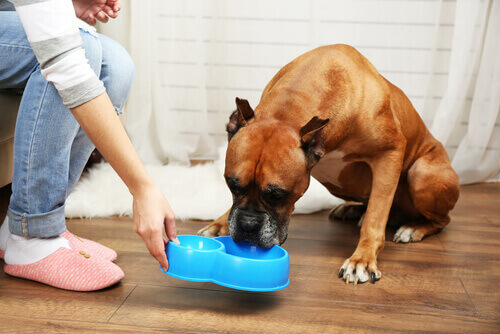 I cani possono mangiare le lenticchie?