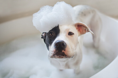 Cane che fa il bagno.