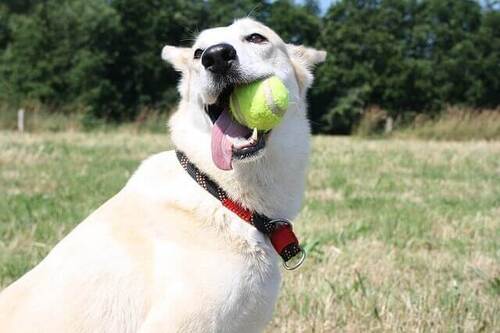Cane con una palla da tennis in bocca.