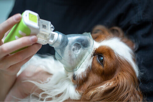 Come trattare l'edema polmonare nei cani?
