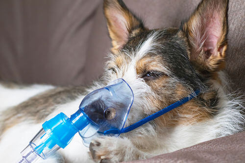 Cane con problemi respiratori che respira tramite una mascherina.