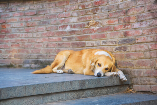 Cane sterilizzato che riposa su un gradino di una scala.