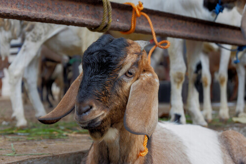 Capra in un allevamento.