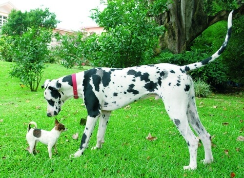 Dalmata e chihuahua che giocano.
