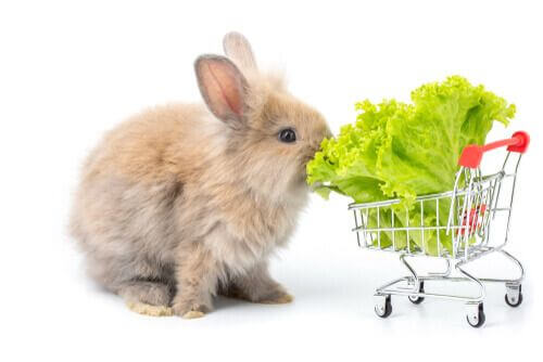 I conigli possono mangiare il pane? Meglio l'insalata.