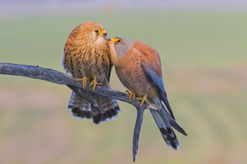 Coppia di gheppi minori appollaiati su un ramo.