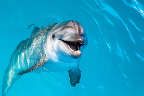 Delfino in acqua.