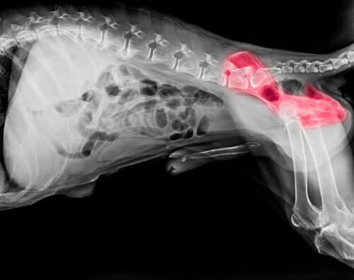 Radiografia della displasia dell'anca canina.