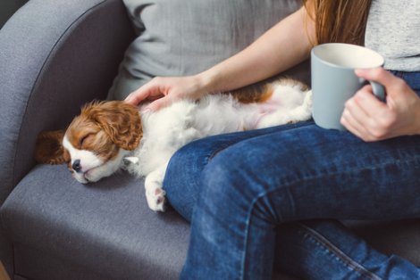 Donna che accarezza un cane su un divano.