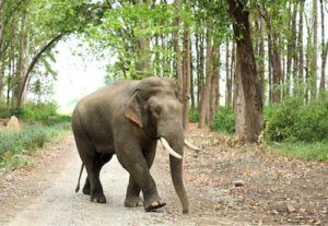 Elefanti asiatici: tipi e caratteristiche dei giganti gentili