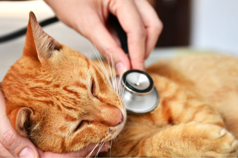 Ernia diaframmatica nei gatti: cause e sintomi