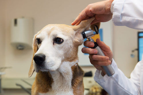 Veterinario che visita l'orecchio di un beagle.