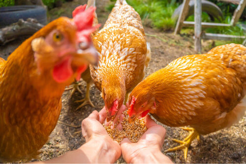 Salute intestinale del pollame: l'importanza dell'alimentazione