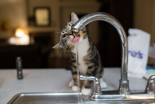 Un gatto beve acqua dal rubinetto.