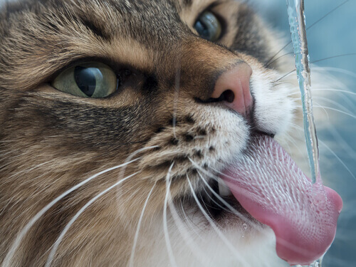 Un gatto beve acqua fresca