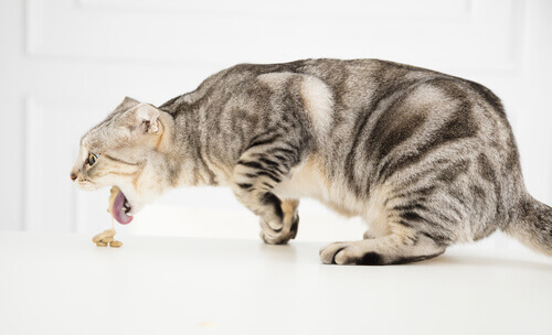 Vomito acuto nei gatti: quali sono le cause?