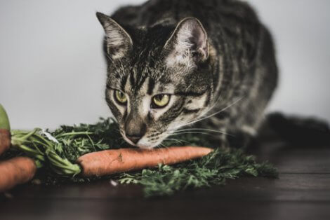 Gatto con una carota.