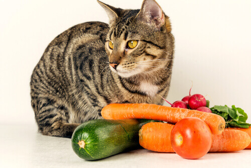 I gatti possono mangiare le verdure? Sì, ma con moderazione