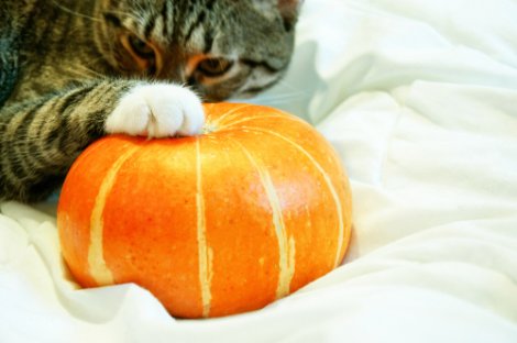 I gatti possono mangiare verdure: gatto con una zucca.