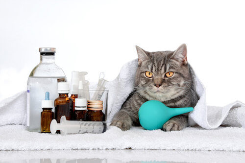 Malattie ereditarie nei gatti: quali sono le più comuni?