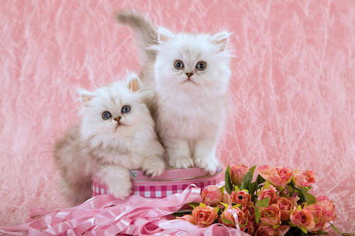 Cuccioli di gatto con mantello bianco e marrone.