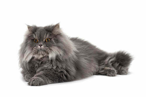 Gatto persiano con mantello grigio.