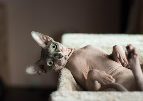 Canadian Sphynx.