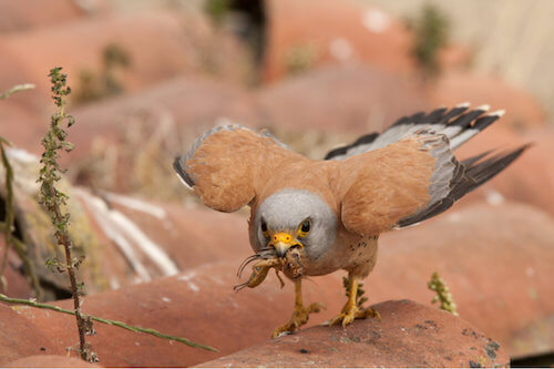 Falco naumanii che mangia una cavalletta.