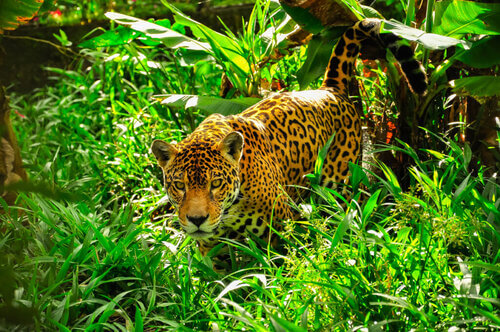 Quali sono le differenze tra il giaguaro e il leopardo?