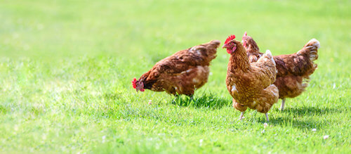 Galline che razzolano nel prato.