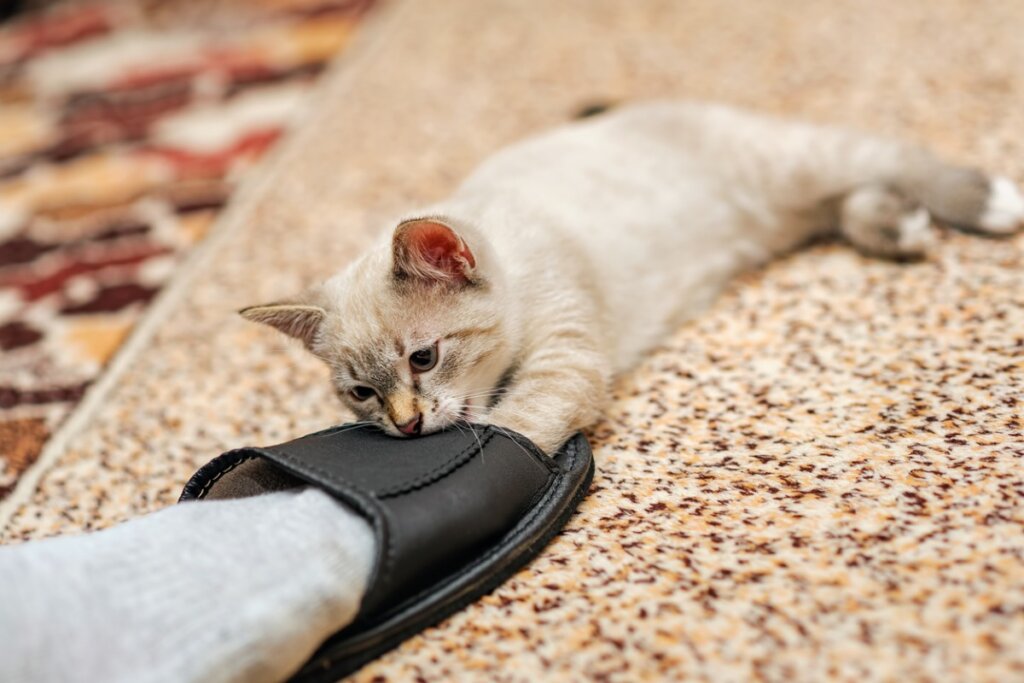 Perché i gatti mordono le caviglie degli umani?
