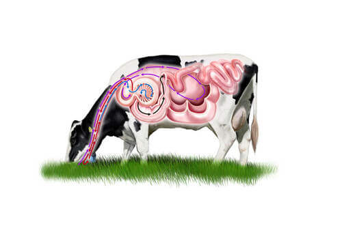 Illustrazione dello stomaco della mucca.